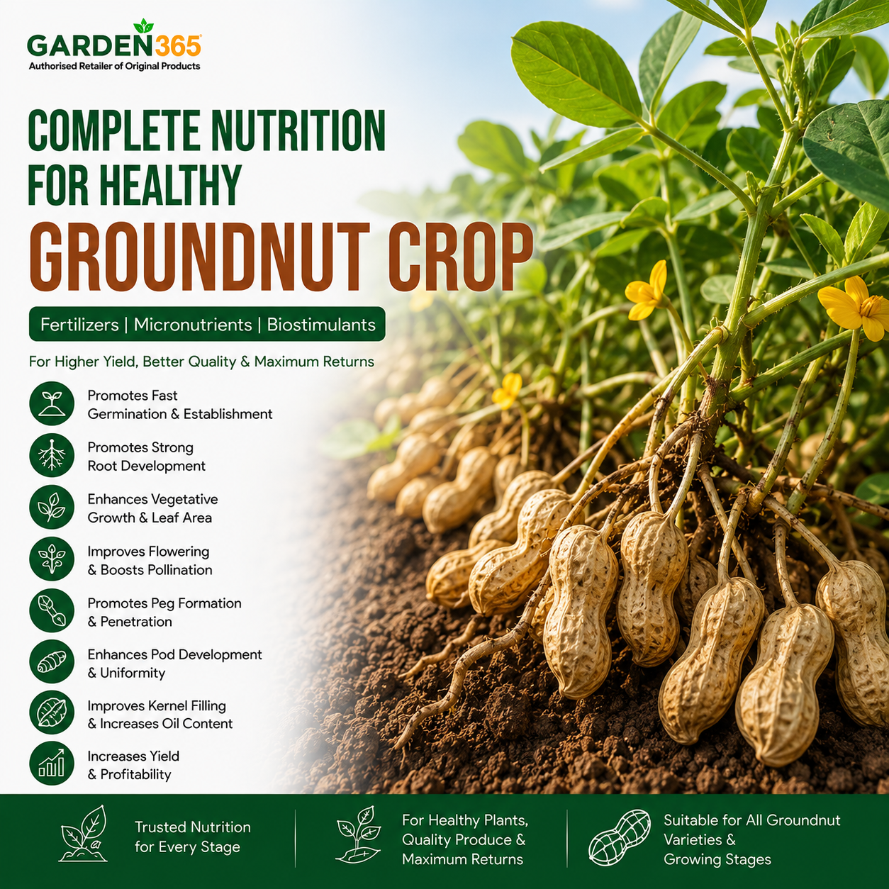Groundnut Crop Nutrition | Fertilizers, Micronutrients & Biostimulants for Groundnut Crop