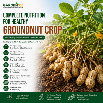Groundnut Crop Nutrition | Fertilizers, Micronutrients & Biostimulants for Groundnut Crop