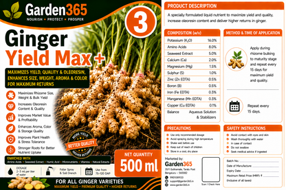 Ginger Yield Booster Kit – Ginger 1 GrowthMax+ | Ginger 2 BulkingSet+ | Ginger 3 Yield Max+ for Higher Rhizome Yield, Better Size, Improved Oleoresin Content & Premium Ginger Quality
