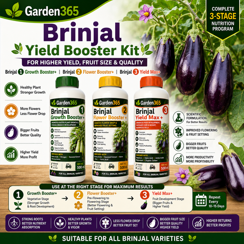 Brinjal Yield Booster Kit – Brinjal 1 Growth Booster+ | Brinjal 2 Flower Booster+ | Brinjal 3 Yield Max+ for Higher Yield, Fruit Size & Quality