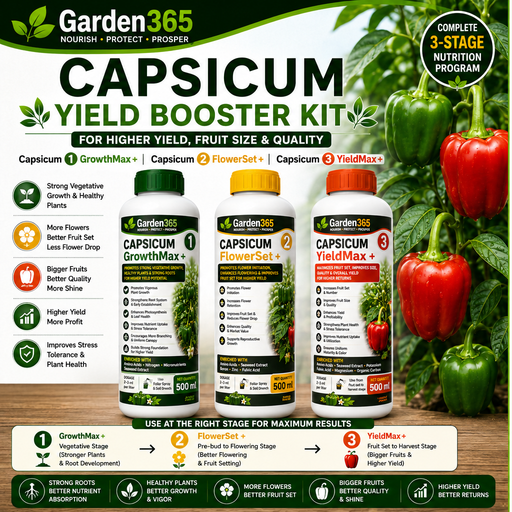 Capsicum Yield Booster Kit – Capsicum 1 GrowthMax+ | Capsicum 2 FlowerSet+ | Capsicum 3 YieldMax+ for Higher Yield, Fruit Size & Quality