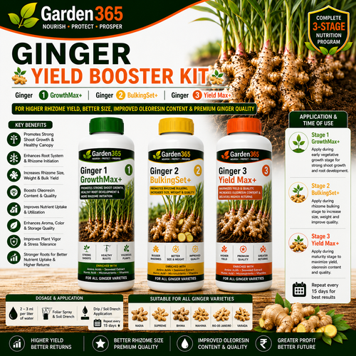 Ginger Yield Booster Kit – Ginger 1 GrowthMax+ | Ginger 2 BulkingSet+ | Ginger 3 Yield Max+ for Higher Rhizome Yield, Better Size, Improved Oleoresin Content & Premium Ginger Quality