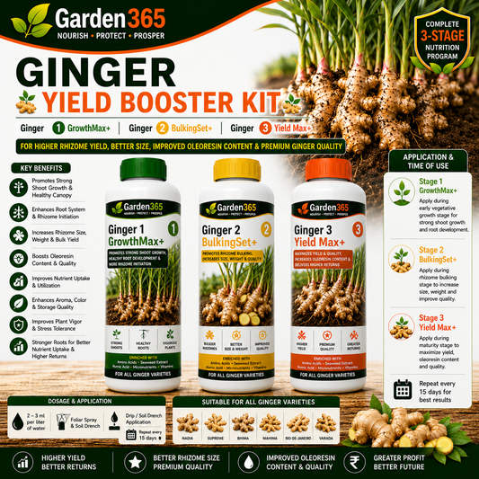 Ginger Yield Booster Kit – Ginger 1 GrowthMax+ | Ginger 2 BulkingSet+ | Ginger 3 Yield Max+ for Higher Rhizome Yield, Better Size, Improved Oleoresin Content & Premium Ginger Quality