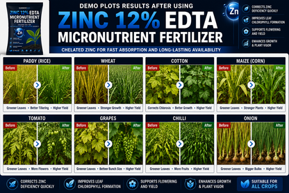 Zinc EDTA 12% – Chelated Zinc Micronutrient Fertilizer for Healthy Growth & Higher Yield