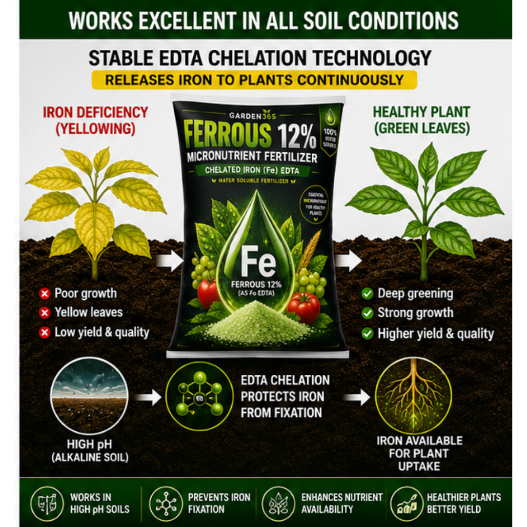 Ferrous EDTA 12% – Chelated Iron Micronutrient Fertilizer for Greener Leaves & Higher Photosynthesis