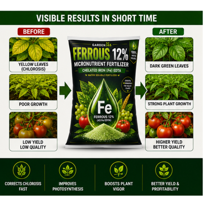 Ferrous EDTA 12% – Chelated Iron Micronutrient Fertilizer for Greener Leaves & Higher Photosynthesis