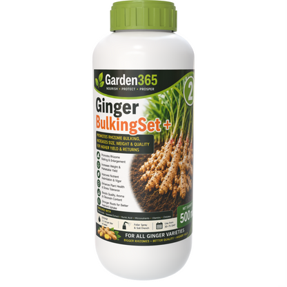 Ginger Yield Booster Kit – Ginger 1 GrowthMax+ | Ginger 2 BulkingSet+ | Ginger 3 Yield Max+ for Higher Rhizome Yield, Better Size, Improved Oleoresin Content & Premium Ginger Quality