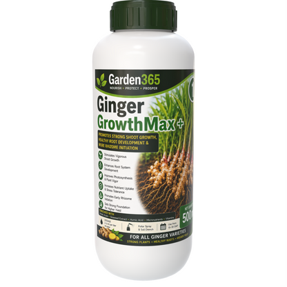 Ginger Yield Booster Kit – Ginger 1 GrowthMax+ | Ginger 2 BulkingSet+ | Ginger 3 Yield Max+ for Higher Rhizome Yield, Better Size, Improved Oleoresin Content & Premium Ginger Quality