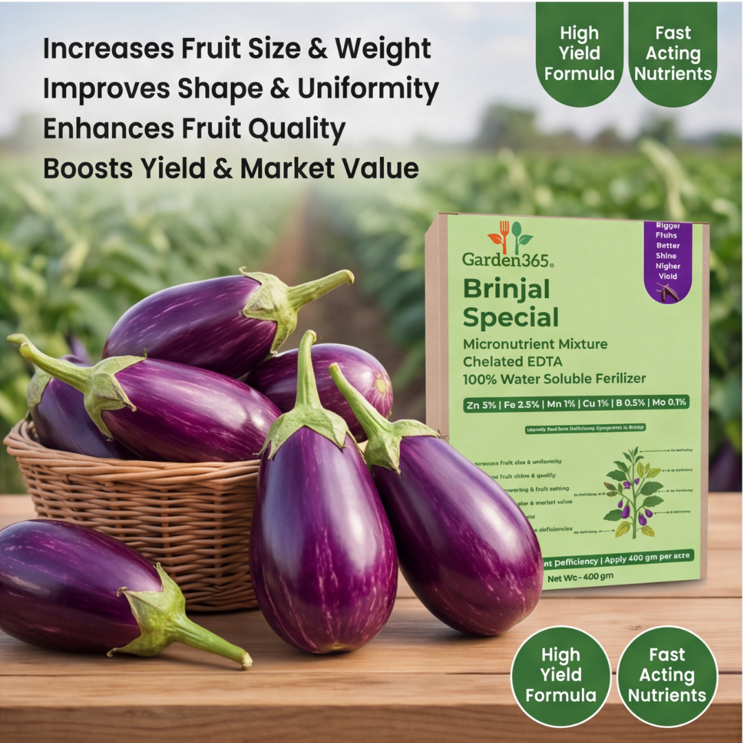 Brinjal Special Micronutrient Fertilizer  (बैंगन | ಬದನೆಕಾಯಿ | వంకాయ | கத்திரிக்காய் | വഴുതന)  EDTA Chelated 100% Water Soluble Fertilizer – 400g per Acre