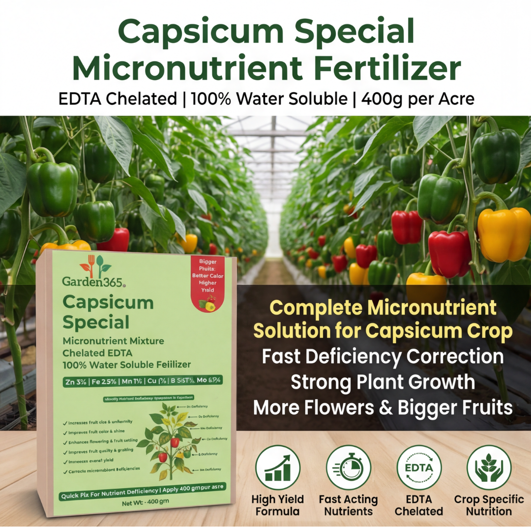 Capsicum Special Micronutrient Fertilizer  (शिमला मिर्च | ಕ್ಯಾಪ್ಸಿಕಂ | క్యాప్సికం | குடைமிளகாய் | ക്യാപ്സിക്കം)  EDTA Chelated 100% Water Soluble Fertilizer – 400g per Acre