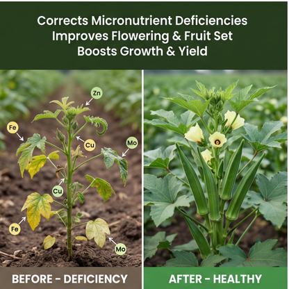 Okra Special Micronutrient Fertilizer  (भिंडी | ಬೆಂಡೆಕಾಯಿ | బెండకాయ | வெண்டைக்காய் | വെണ്ടക്ക)  EDTA Chelated 100% Water Soluble Fertilizer – 400g per Acre