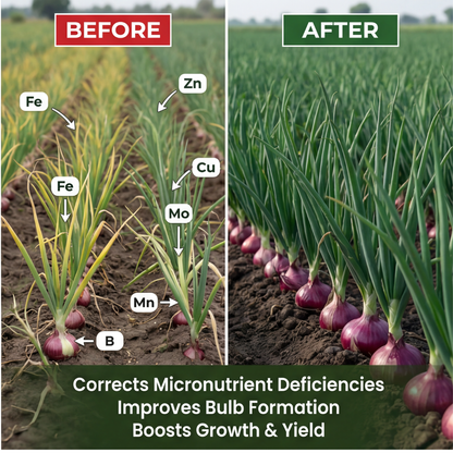Onion Special Micronutrient Fertilizer  (प्याज | ಈರುಳ್ಳಿ | ఉల్లిపాయ | வெங்காயம் | ഉള്ളി)  EDTA Chelated 100% Water Soluble Fertilizer – 400g per Acre