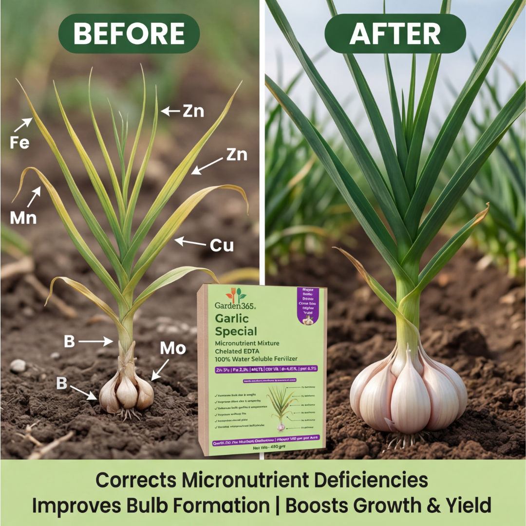 Garlic Special Micronutrient Fertilizer  (लहसुन | ಬೆಳ್ಳುಳ್ಳಿ | వెల్లుల్లి | பூண்டு | വെളുത്തുള്ളി)  EDTA Chelated 100% Water Soluble Fertilizer – 400g per Acre