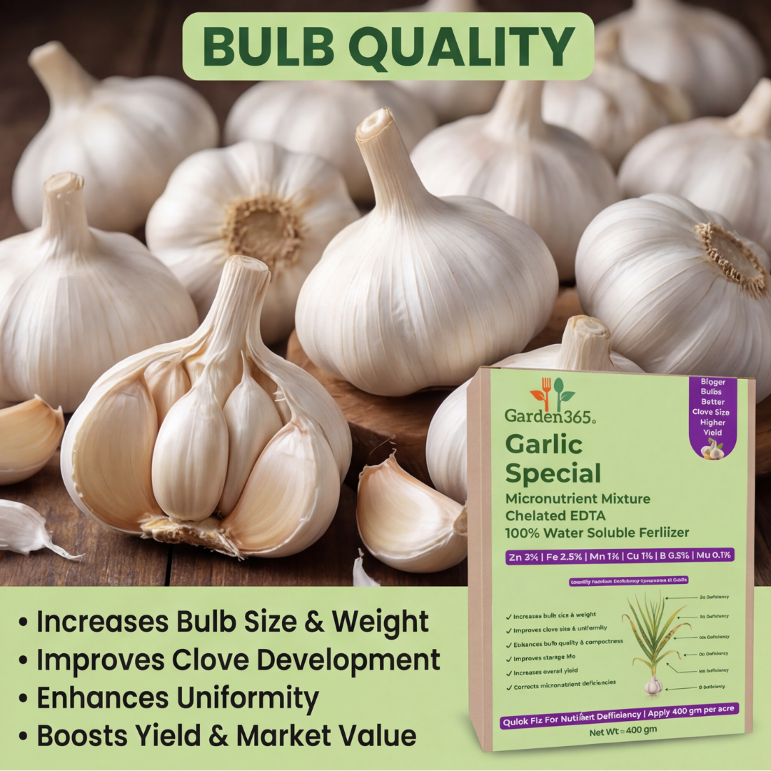 Garlic Special Micronutrient Fertilizer  (लहसुन | ಬೆಳ್ಳುಳ್ಳಿ | వెల్లుల్లి | பூண்டு | വെളുത്തുള്ളി)  EDTA Chelated 100% Water Soluble Fertilizer – 400g per Acre