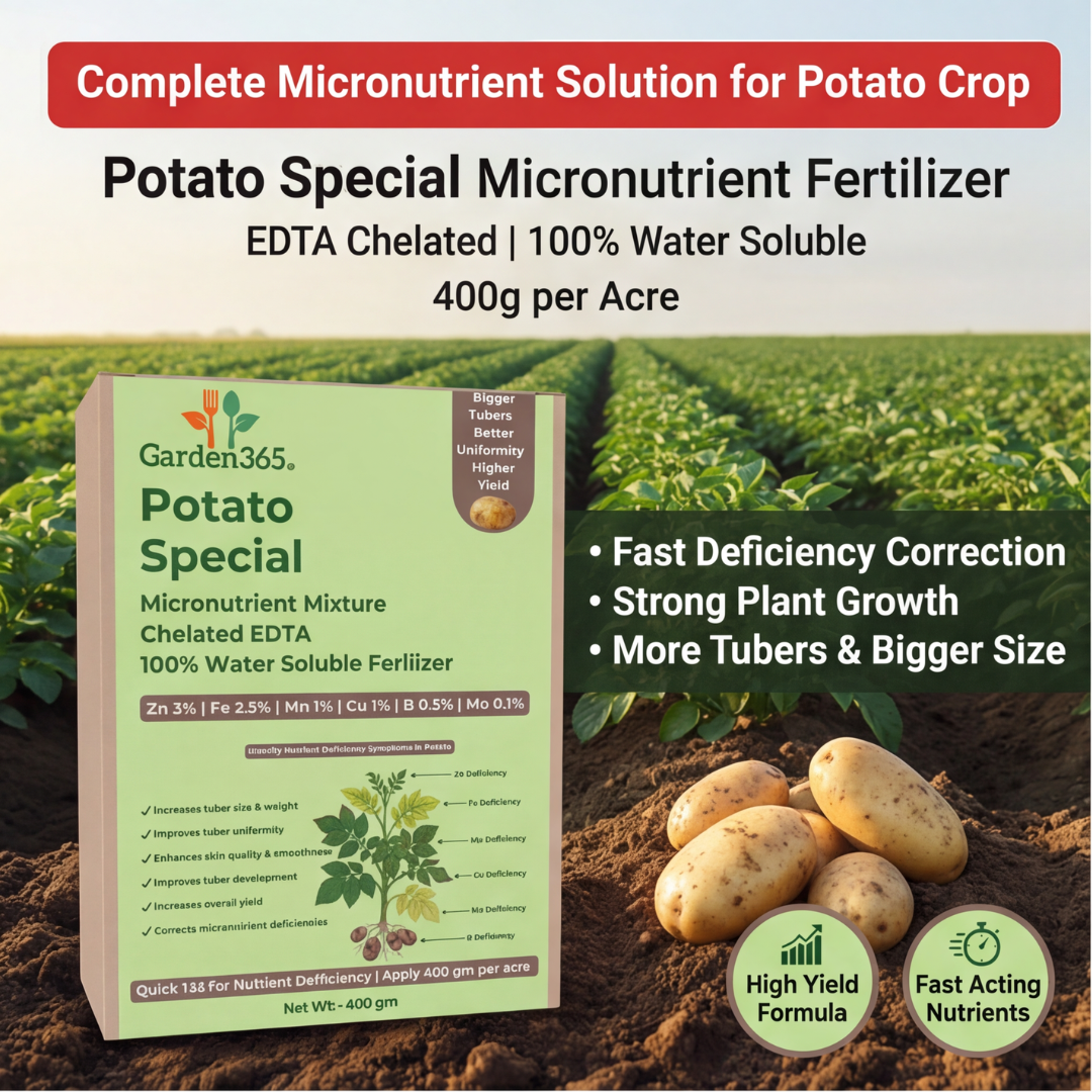 Potato Special Micronutrient Fertilizer  (आलू | ಆಲೂಗಡ್ಡೆ | బంగాళదుంప | உருளைக்கிழங்கு | ഉരുളക്കിഴങ്ങ്)  EDTA Chelated 100% Water Soluble Fertilizer – 400g per Acre