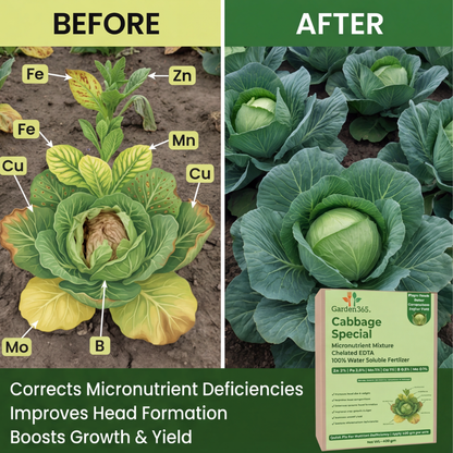Cabbage Special Micronutrient Fertilizer  (पत्ता गोभी | ಎಲೆಕೋಸು | క్యాబేజీ | முட்டைக்கோஸ் | കാബേജ്)  EDTA Chelated 100% Water Soluble Fertilizer – 400g per Acre