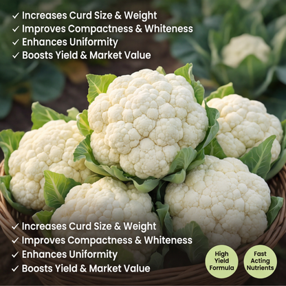 Cauliflower Special Micronutrient Fertilizer  (फूलगोभी | ಹೂಕೋಸು | కాలీఫ్లవర్ | காலிஃபிளவர் | കോളിഫ്ലവർ)  EDTA Chelated 100% Water Soluble Fertilizer – 400g per Acre