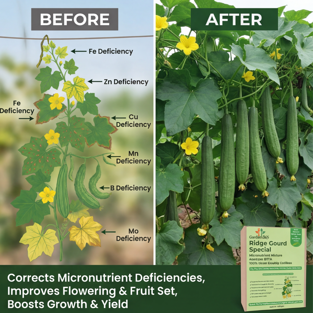 Ridge Gourd Special Micronutrient Fertilizer  (तुरई | ಹೀರೇಕಾಯಿ | బీరకాయ | பீர்க்கங்காய் | പീച്ചിങ്ങ)  EDTA Chelated 100% Water Soluble Fertilizer – 400g per Acre