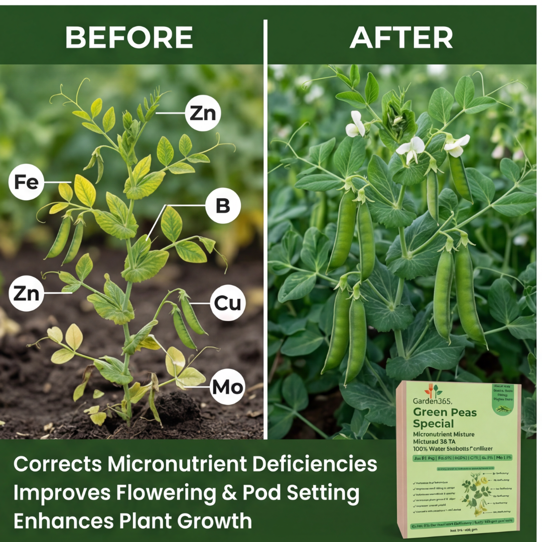 Green Peas Special Micronutrient Fertilizer  (मटर | ಬಟಾಣಿ | బఠాణీ | பட்டாணி | പച്ചപ്പയർ)  EDTA Chelated 100% Water Soluble Fertilizer – 400g per Acre