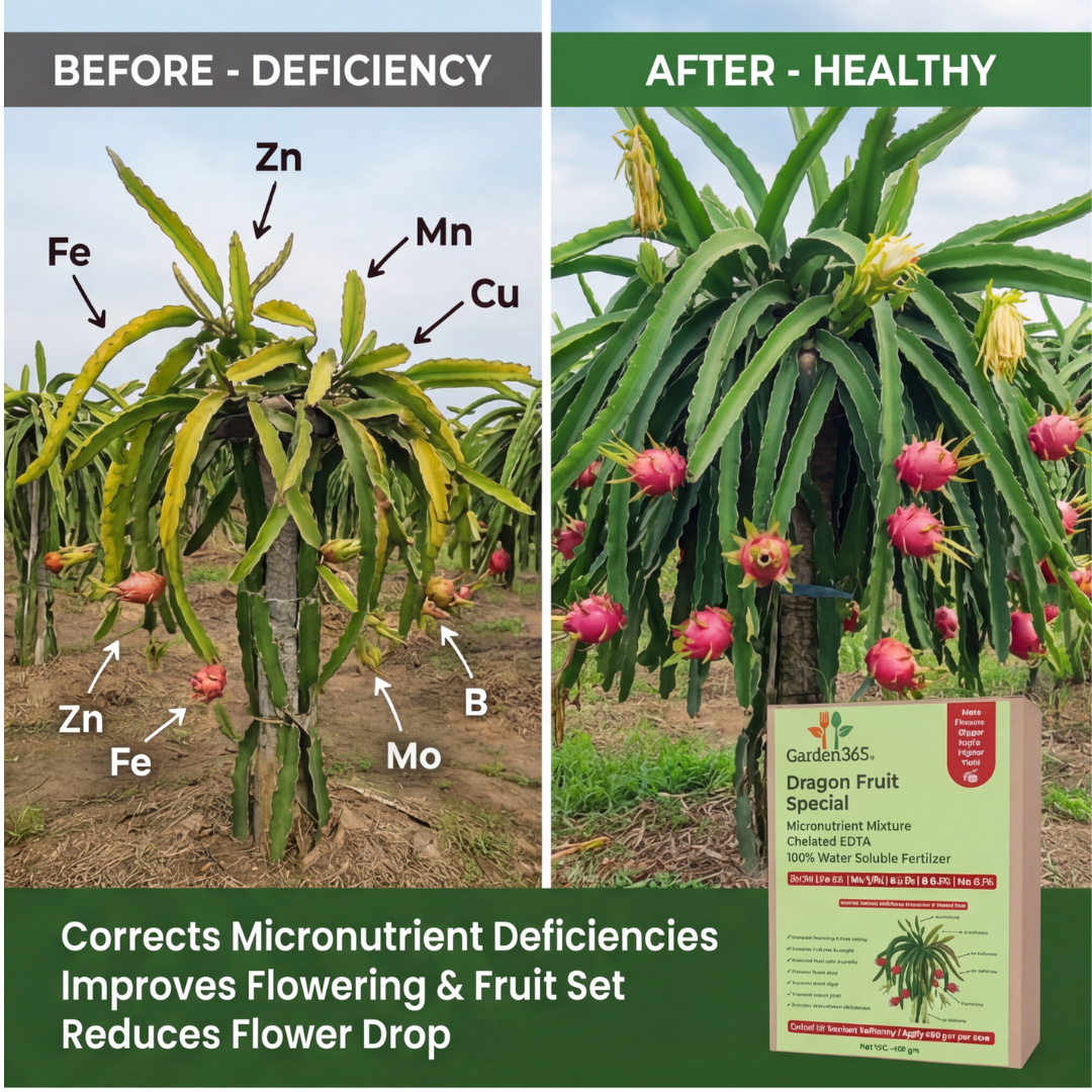 Dragon Fruit Special Micronutrient Fertilizer  (ड्रैगन फ्रूट | ಡ್ರ್ಯಾಗನ್ ಹಣ್ಣು | డ్రాగన్ ఫ్రూట్ | டிராகன் பழம் | ഡ്രാഗൺ ഫ്രൂട്ട്)  EDTA Chelated 100% Water Soluble Fertilizer – 400g per Acre