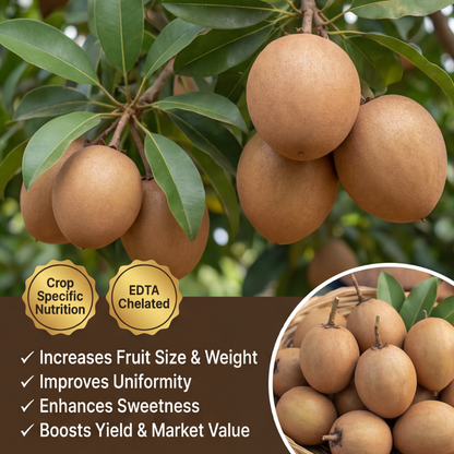 Sapota (Chikoo) Special Micronutrient Fertilizer  (चीकू | ಸಪೋಟಾ | సపోటా | சப்போட்டா | സപ്പോട്ട)  EDTA Chelated 100% Water Soluble Fertilizer – 400g per Acre