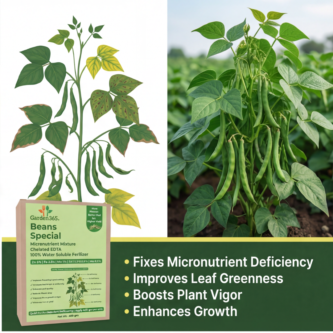 Beans Special Micronutrient Fertilizer  (बीन्स | ಬೀನ್ಸ್ | బీన్స్ | பீன்ஸ் | ബീൻസ്)  EDTA Chelated 100% Water Soluble Fertilizer – 400g per Acre