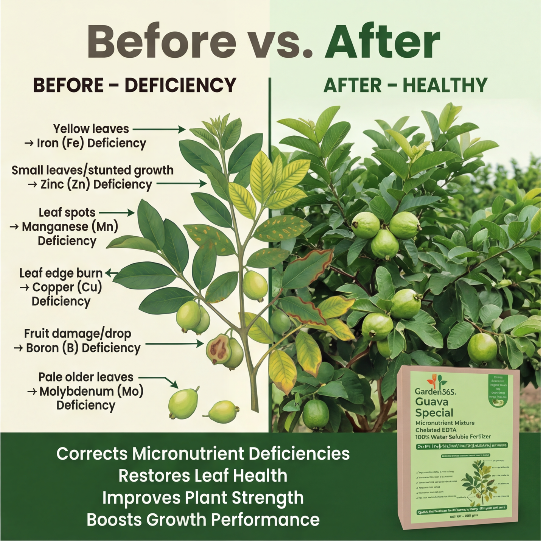 Guava Special Micronutrient Fertilizer  (अमरूद | ಸೀಬೆಹಣ್ಣು | జామ | கொய்யாப்பழம் | പേരയ്ക്ക)  EDTA Chelated 100% Water Soluble Fertilizer – 400g per Acre