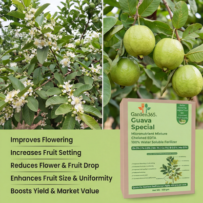 Guava Special Micronutrient Fertilizer  (अमरूद | ಸೀಬೆಹಣ್ಣು | జామ | கொய்யாப்பழம் | പേരയ്ക്ക)  EDTA Chelated 100% Water Soluble Fertilizer – 400g per Acre