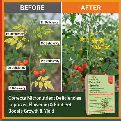 Tomato Special Micronutrient Fertilizer  (टमाटर | ಟೊಮೇಟೊ | టమాటా | தக்காளி | തക്കാളി)  EDTA Chelated 100% Water Soluble Fertilizer – 400g per Acre