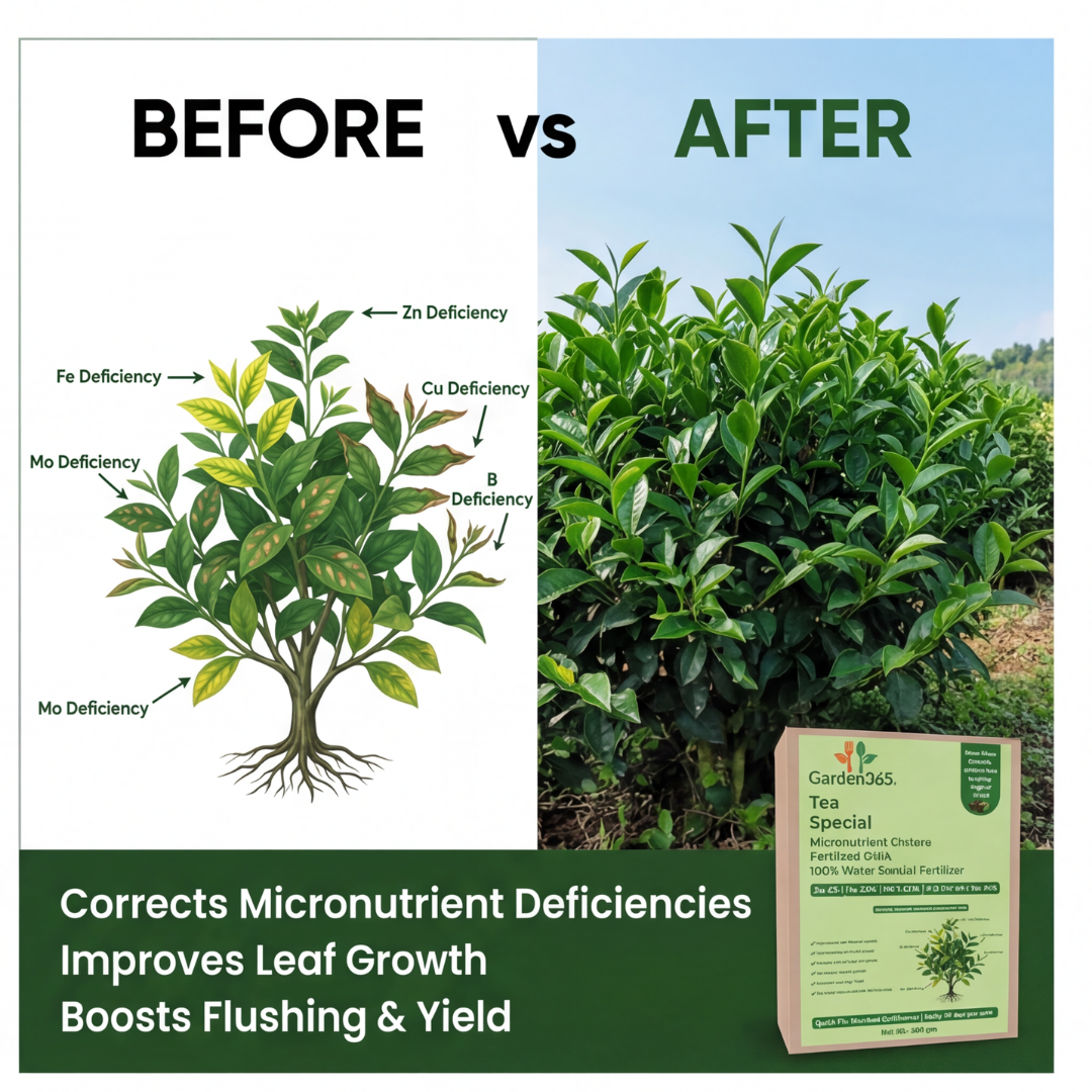 Tea Special Micronutrient Fertilizer  (चाय | ಚಹಾ | టీ | தேயிலை | ചായ)  EDTA Chelated 100% Water Soluble Fertilizer – 400g per Acre