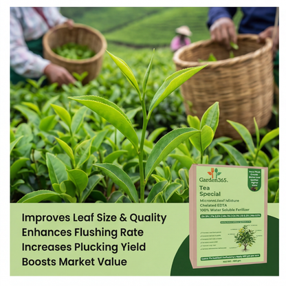 Tea Special Micronutrient Fertilizer  (चाय | ಚಹಾ | టీ | தேயிலை | ചായ)  EDTA Chelated 100% Water Soluble Fertilizer – 400g per Acre