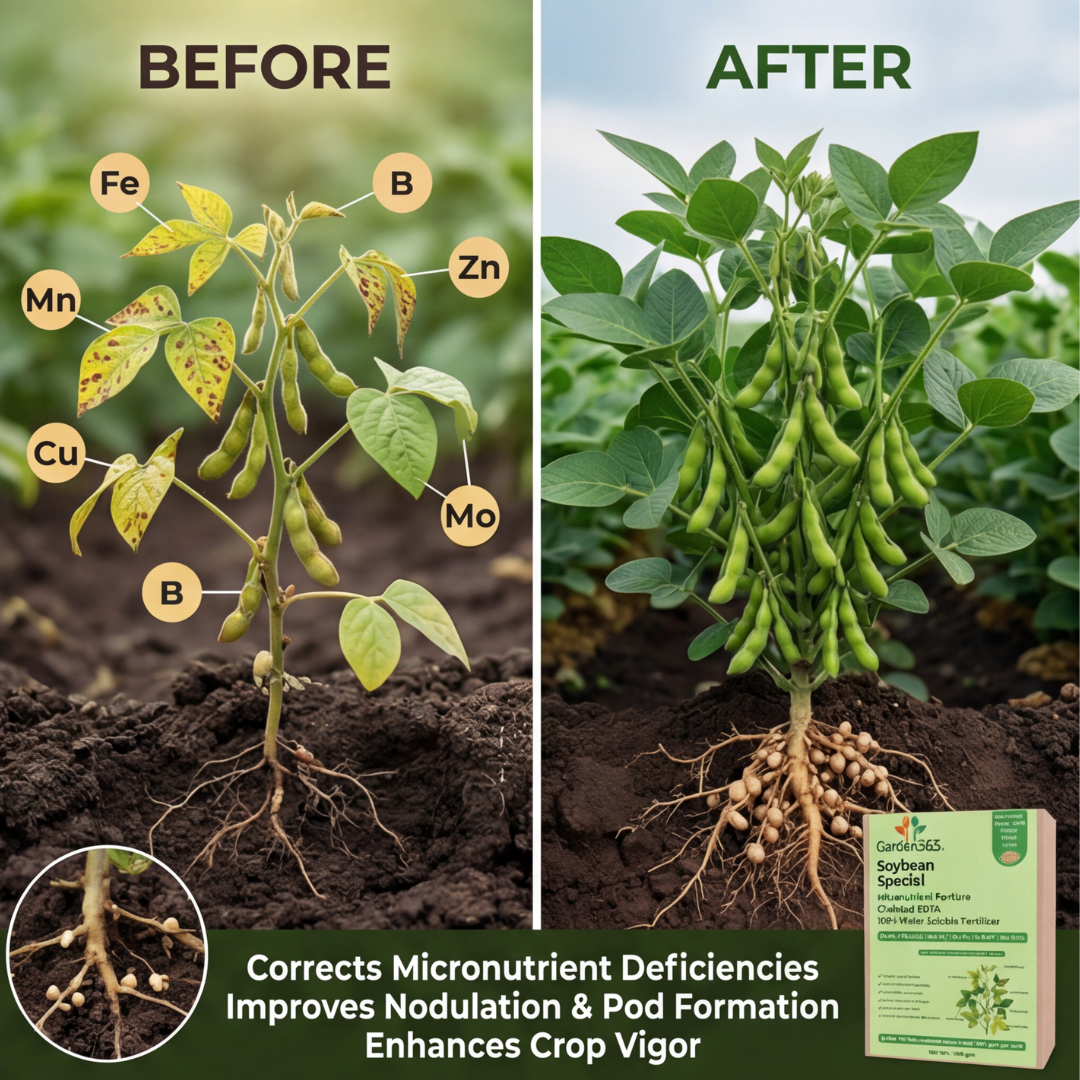 Soybean Special Micronutrient Fertilizer  (सोयाबीन | ಸೋಯಾಬೀನ್ | సోయాబీన్ | சோயாபீன் | സോയാബീൻ)  EDTA Chelated 100% Water Soluble Fertilizer – 400g per Acre