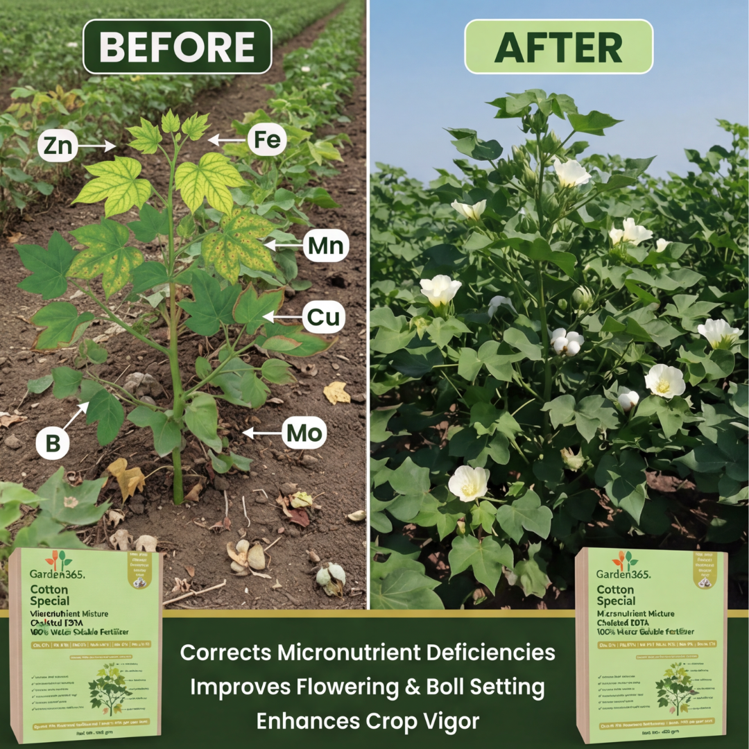 Cotton Special Micronutrient Fertilizer  (कपास | ಹತ್ತಿ | పత్తి | பருத்தி | പരുത്തി)  EDTA Chelated 100% Water Soluble Fertilizer – 400g per Acre