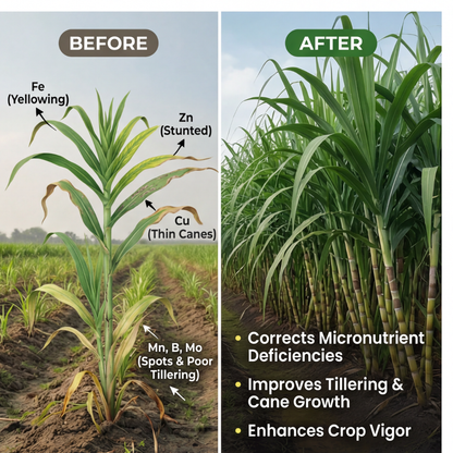 Sugarcane Special Micronutrient Fertilizer  (गन्ना | ಕಬ್ಬು | చెరకు | கரும்பு | കരിമ്പ്)  EDTA Chelated 100% Water Soluble Fertilizer – 400g per Acre