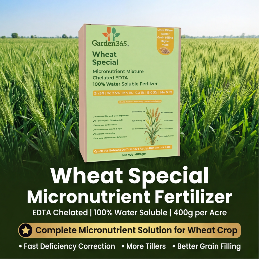 Wheat Special Micronutrient Fertilizer  (गेहूं | ಗೋಧಿ | గోధుమ | கோதுமை | ഗോതമ്പ്)  EDTA Chelated 100% Water Soluble Fertilizer – 400g per Acre