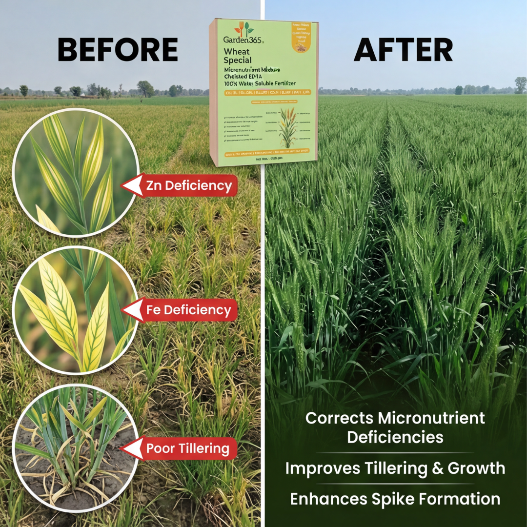 Wheat Special Micronutrient Fertilizer  (गेहूं | ಗೋಧಿ | గోధుమ | கோதுமை | ഗോതമ്പ്)  EDTA Chelated 100% Water Soluble Fertilizer – 400g per Acre