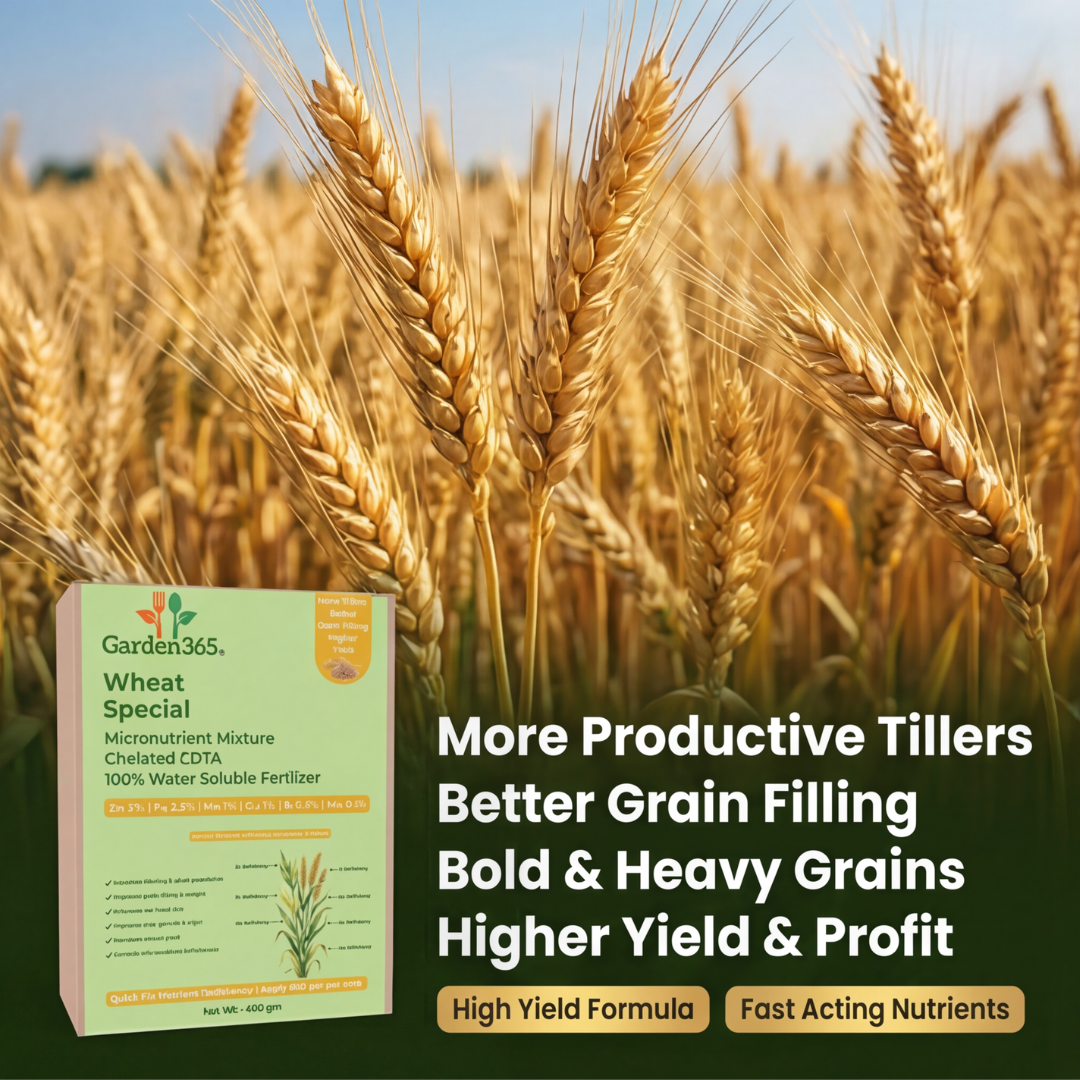 Wheat Special Micronutrient Fertilizer  (गेहूं | ಗೋಧಿ | గోధుమ | கோதுமை | ഗോതമ്പ്)  EDTA Chelated 100% Water Soluble Fertilizer – 400g per Acre