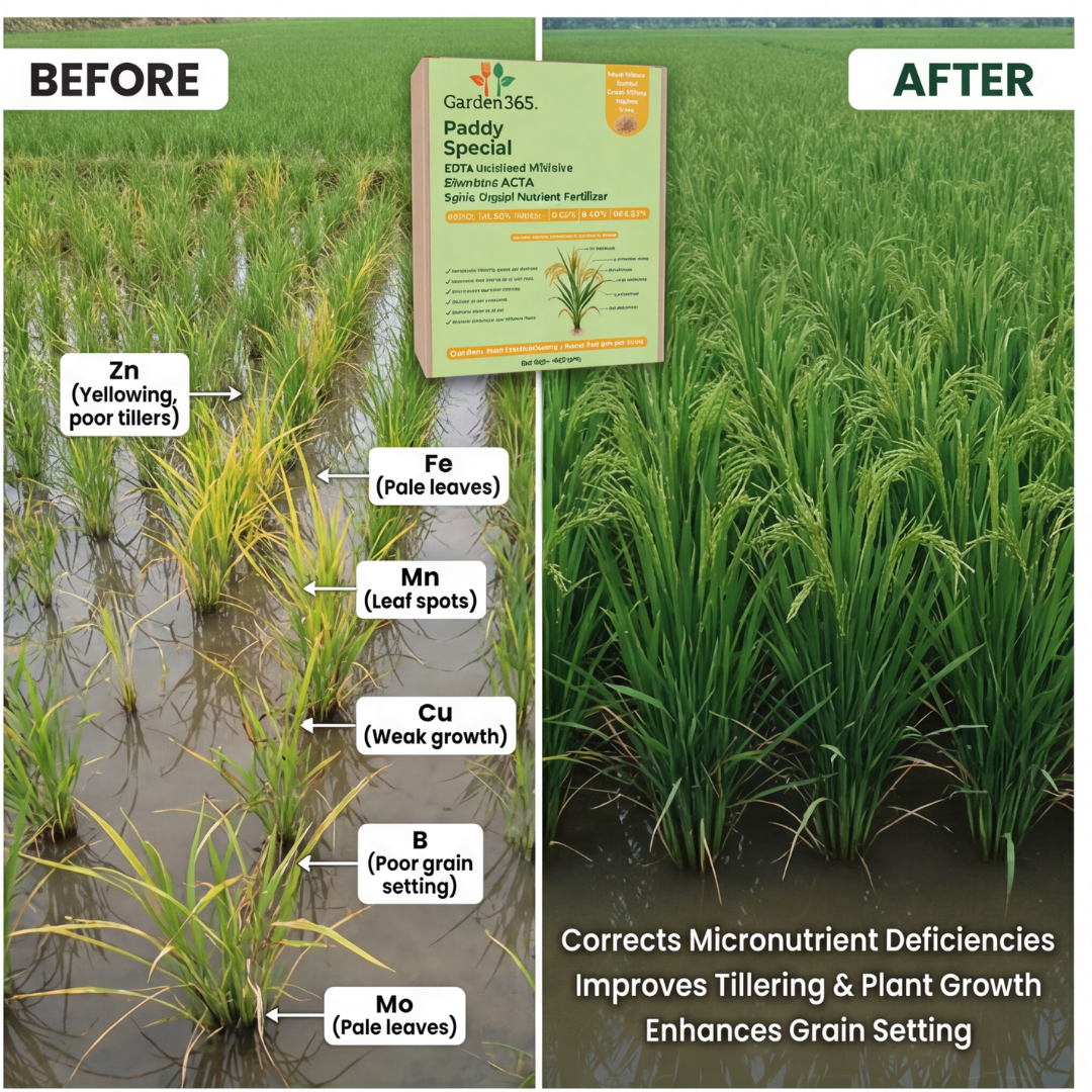 Paddy Special Micronutrient Fertilizer  (धान | ಅಕ್ಕಿ | వరి | நெல் | നെല്)  EDTA Chelated 100% Water Soluble Fertilizer – 400g per Acre