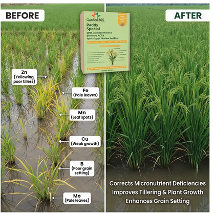 Paddy Special Micronutrient Fertilizer  (धान | ಅಕ್ಕಿ | వరి | நெல் | നെല്)  EDTA Chelated 100% Water Soluble Fertilizer – 400g per Acre