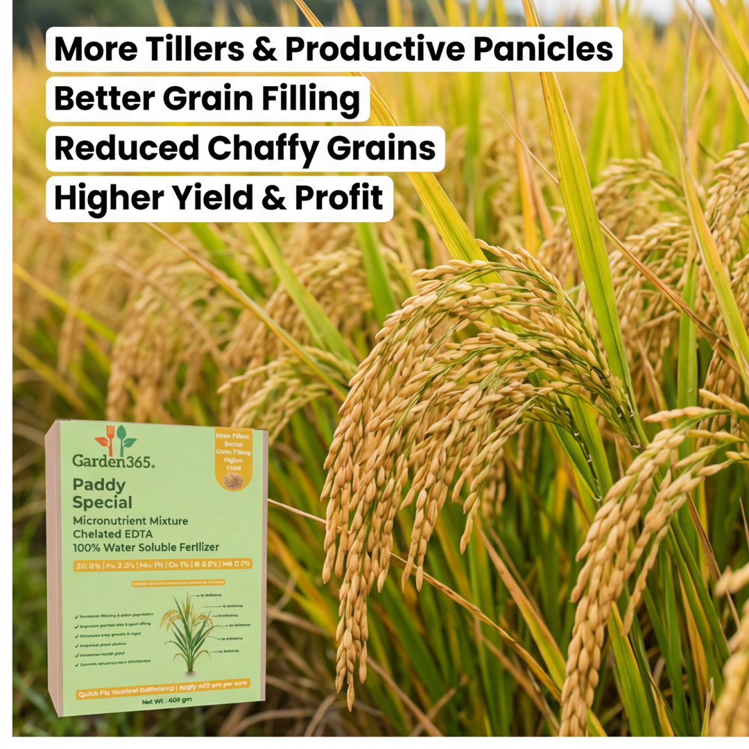 Paddy Special Micronutrient Fertilizer  (धान | ಅಕ್ಕಿ | వరి | நெல் | നെല്)  EDTA Chelated 100% Water Soluble Fertilizer – 400g per Acre
