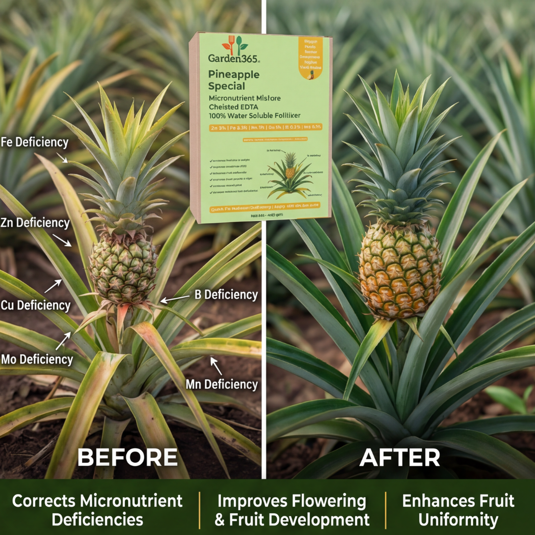 Pineapple Special Micronutrient Fertilizer  (अनानास | ಅನಾನಸ್ | అనాసపండు | அன்னாசி | അനാനാസ്)  EDTA Chelated 100% Water Soluble Fertilizer – 400g per Acre