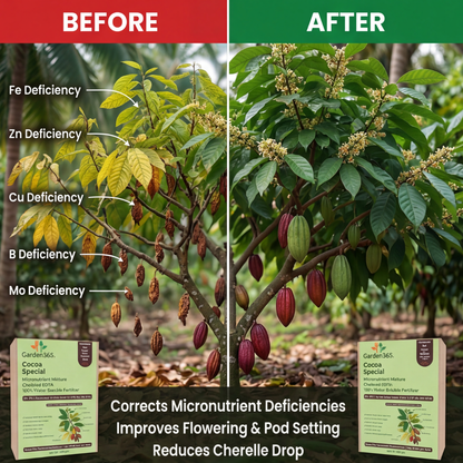Cocoa Special Micronutrient Fertilizer  (कोको | ಕೋಕೋ | కోకో | கோகோ | കോകോ)  EDTA Chelated 100% Water Soluble Fertilizer – 400g per Acre