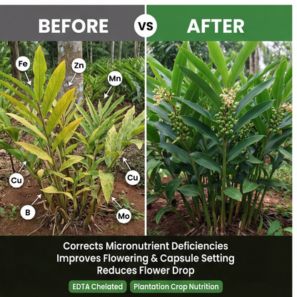 Cardamom Special Micronutrient Fertilizer  (इलायची | ಏಲಕ್ಕಿ | యాలకులు | ஏலக்காய் | ഏലക്ക)  EDTA Chelated 100% Water Soluble Fertilizer – 400g per Acre