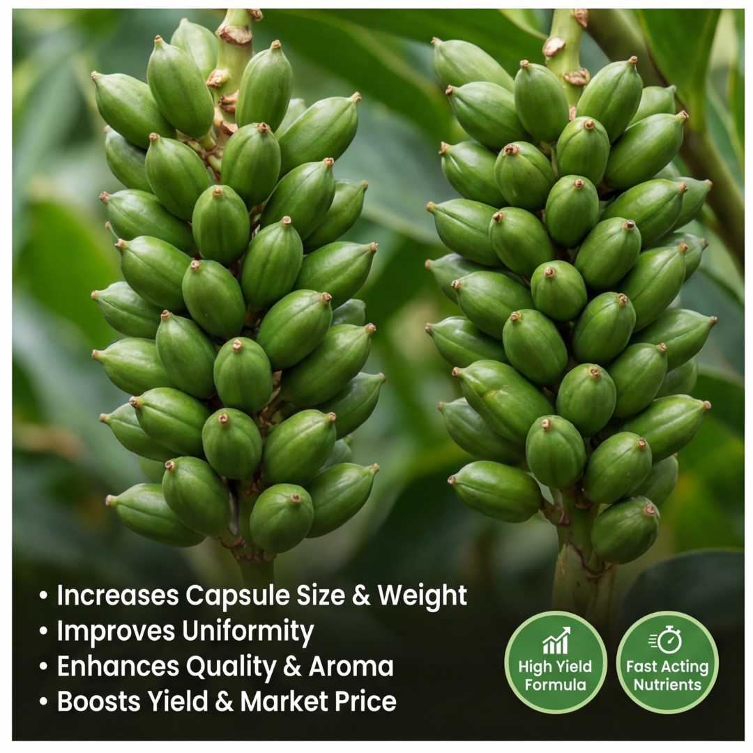 Cardamom Special Micronutrient Fertilizer  (इलायची | ಏಲಕ್ಕಿ | యాలకులు | ஏலக்காய் | ഏലക്ക)  EDTA Chelated 100% Water Soluble Fertilizer – 400g per Acre