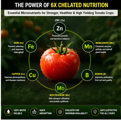 Tomato Special – 6X Chelated Micronutrient Liquid with EDTA Chelated Zn + Fe + Mn + Cu + B + Mo for Strong Growth, Better Flowering, Improved Fruit Set, Higher Yield & Quality