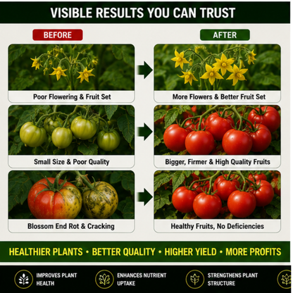 Tomato Special – 6X Chelated Micronutrient Liquid with EDTA Chelated Zn + Fe + Mn + Cu + B + Mo for Strong Growth, Better Flowering, Improved Fruit Set, Higher Yield & Quality