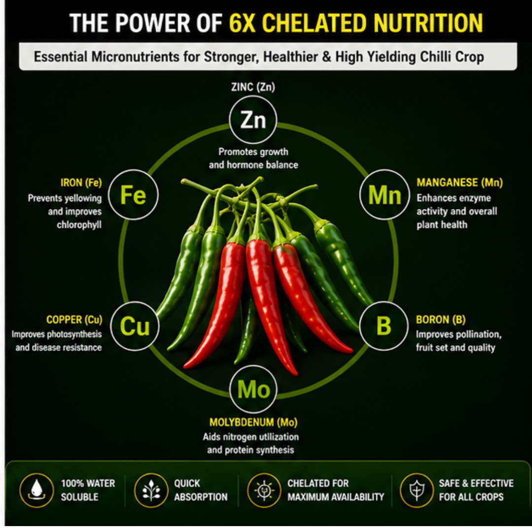 Chilli Special – 6X Chelated Micronutrient Liquid with EDTA Chelated Zn + Fe + Mn + Cu + B + Mo for Vigorous Growth, Better Flowering, Higher Fruit Set, Improved Pungency, Yield & Quality
