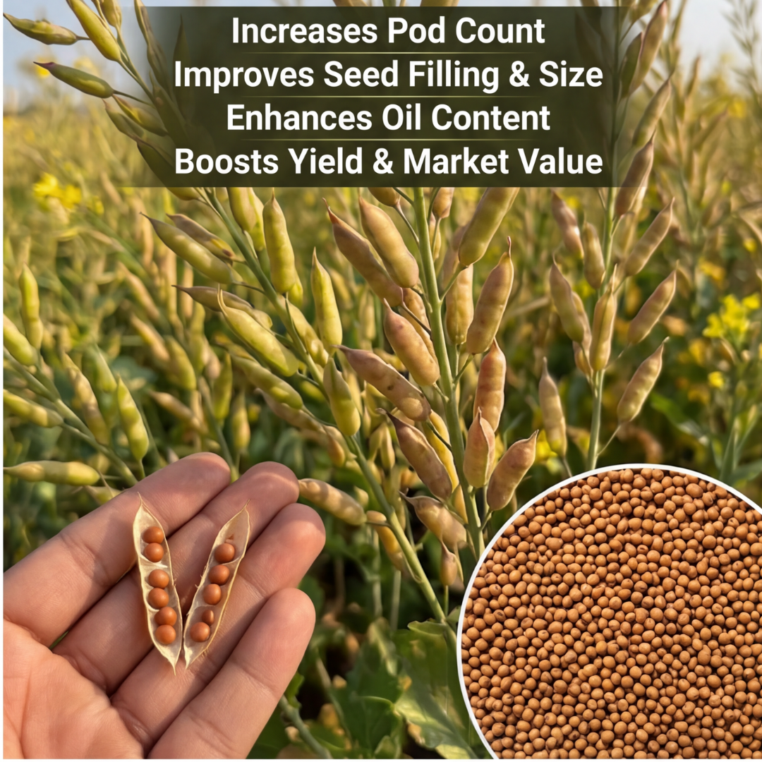 Mustard Special Micronutrient Fertilizer  (सरसों | ಸಾಸಿವೆ | ఆవాలు | கடுகு | കടുക്)  EDTA Chelated 100% Water Soluble Fertilizer – 400g per Acre
