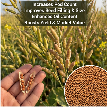 Mustard Special Micronutrient Fertilizer  (सरसों | ಸಾಸಿವೆ | ఆవాలు | கடுகு | കടുക്)  EDTA Chelated 100% Water Soluble Fertilizer – 400g per Acre