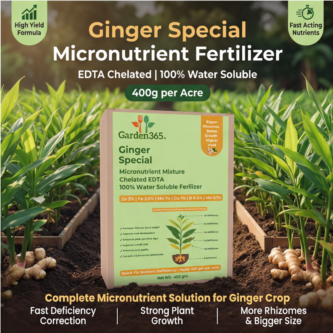 Ginger Special Micronutrient Fertilizer  (अदरक | ಶುಂಠಿ | అల్లం | இஞ்சி | ഇഞ്ചി)  EDTA Chelated 100% Water Soluble Fertilizer – 400g per Acre